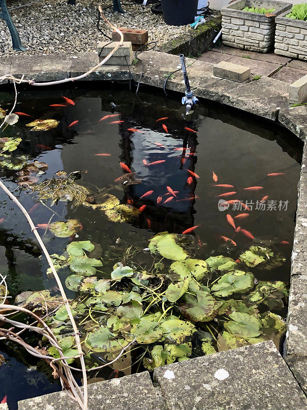 混凝土花园池塘的形象，小，橙色金鱼(Carassius auratus)和睡莲的叶子